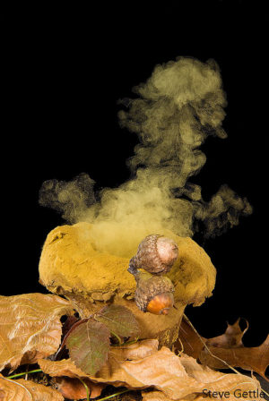 Skullcap Fungus releasing Spores.  Nikon F4, 200mm macro, 1/200 @ f16, 2 Flashes @1/16th power