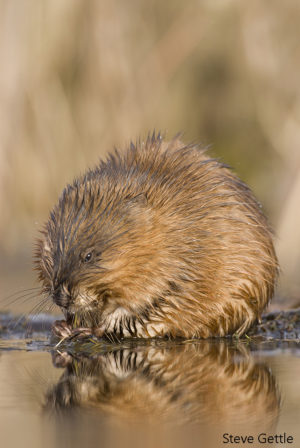 Muskrat, Brighton, MI Nikon D4S, 600mm, 1/250th @ f11,  ISO 200