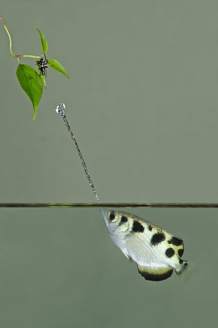 DM This is a composite image in the original shot the fish was facing away from me so above water is one image and below the water is another combined in the computer.