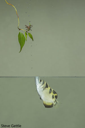 A near miss (photographically) the Archerfish never misses