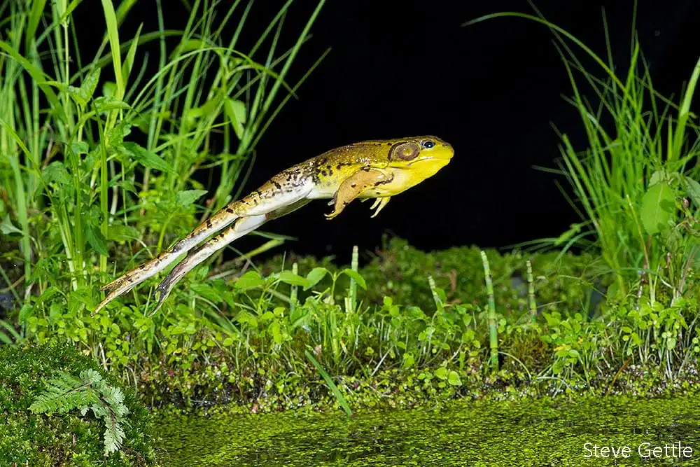 Jumping Bullfrog, Brighton, MI CC I used an infrared trigger and four high speed flashes to create this image.