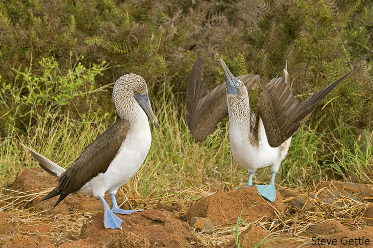 Galapagos Islands - Steve Gettle Nature Photography