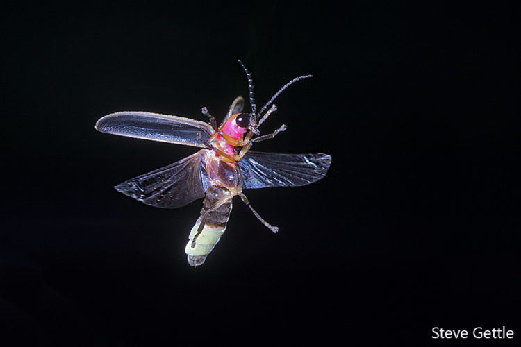 Firefly In Flight - Steve Gettle Nature Photography