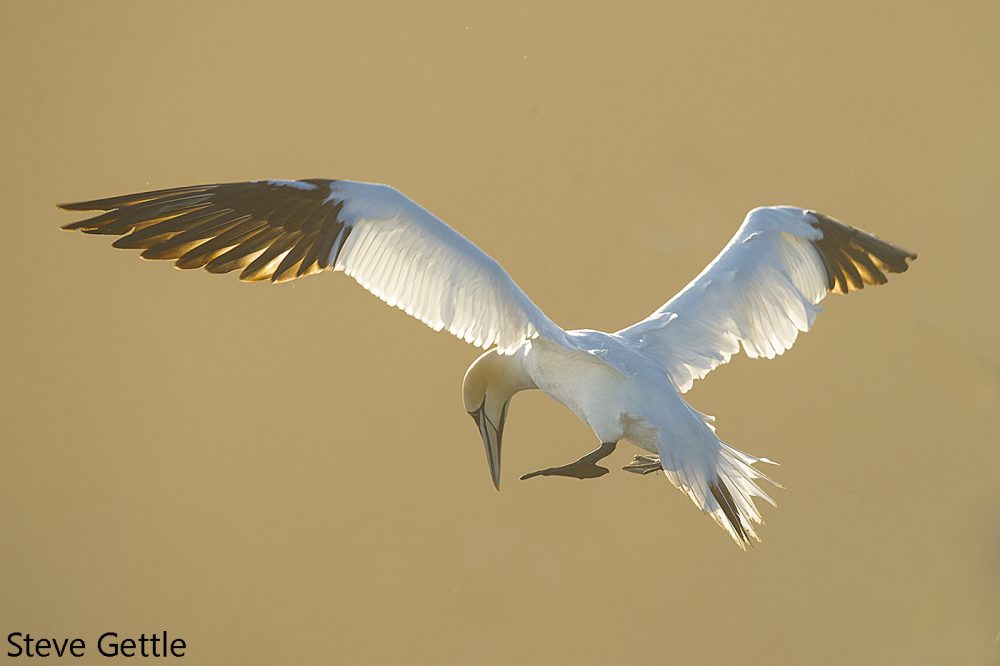 Workshops & Photo Tours - Steve Gettle Nature Photography