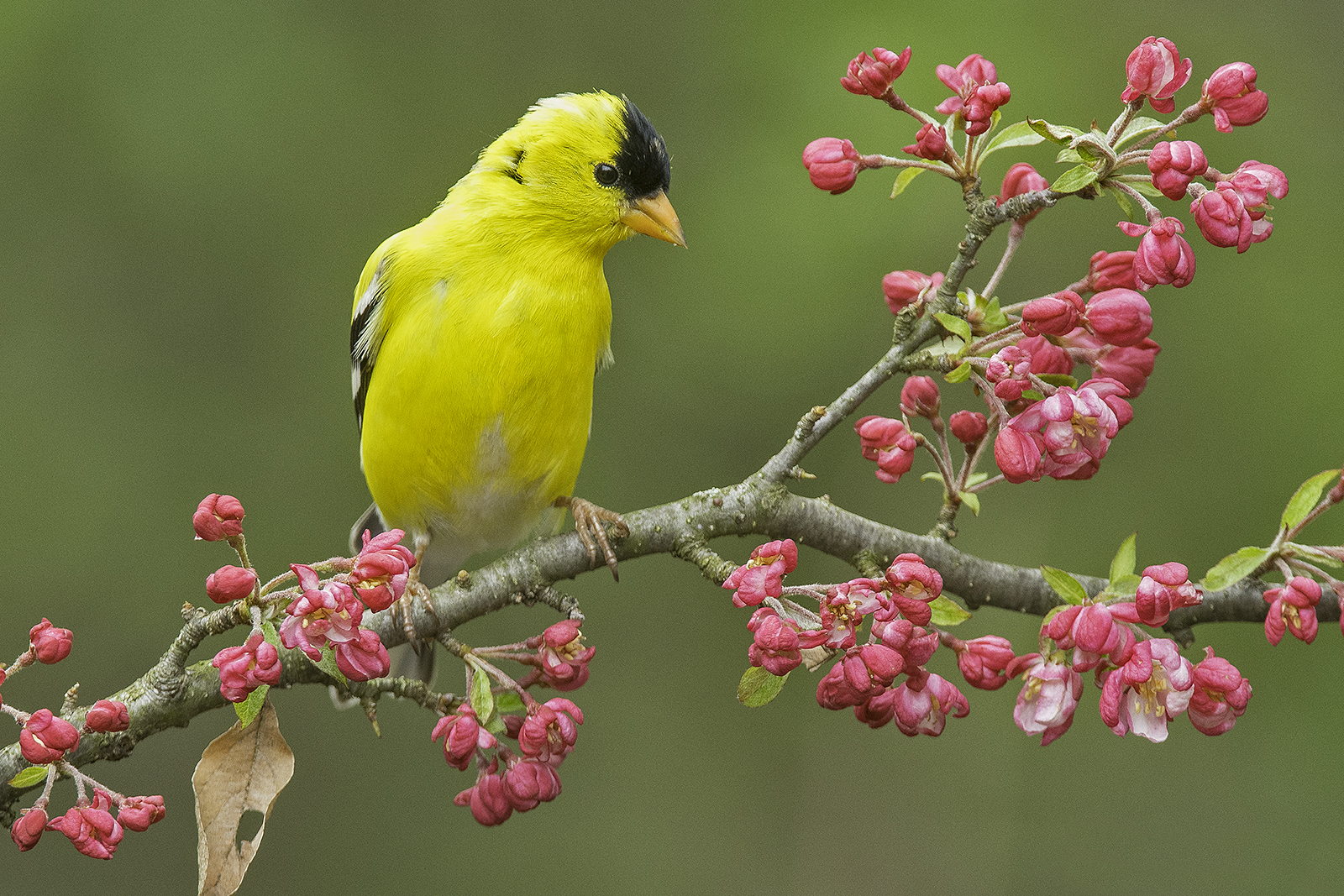 Spring Birds at Steve and Nicole's House Trip 1, 2023 - Steve Gettle ...