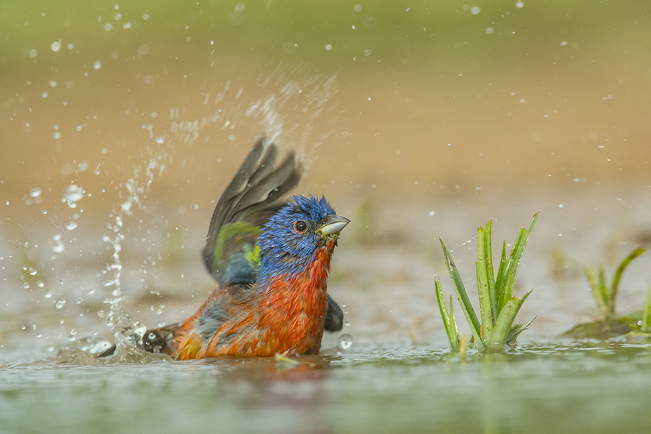 I Found A Baby Bird! What Should I Do? - East Texas Birding & Nature  Photography Workshops