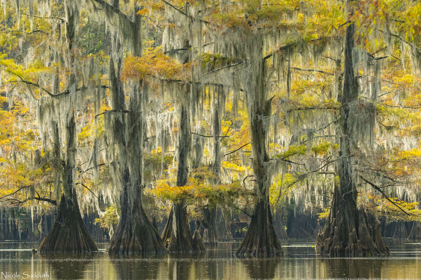 The Cypress Swamps of Louisiana and Texas - Steve Gettle Nature Photography