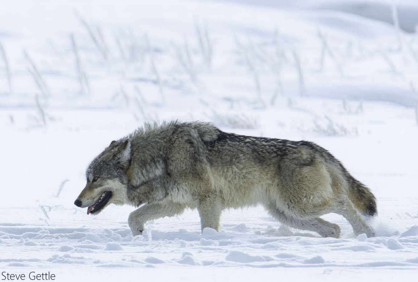 A MORNING WITH THE WOLVES OF YELLOWSTONE - Steve Gettle Nature Photography