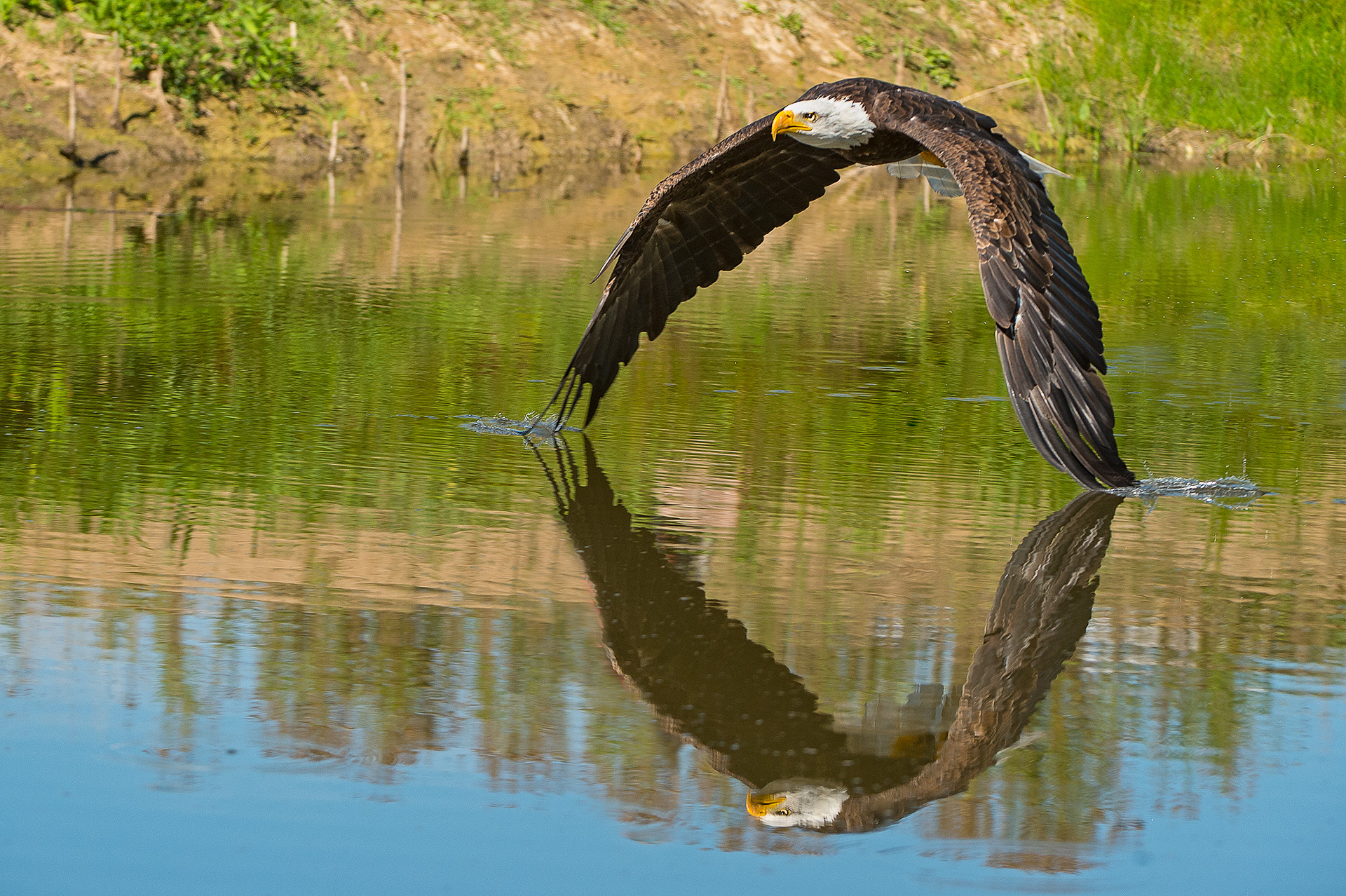 why are raptor feathers illegal        
        <figure class=